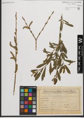 Foto von Salix purpurea L.